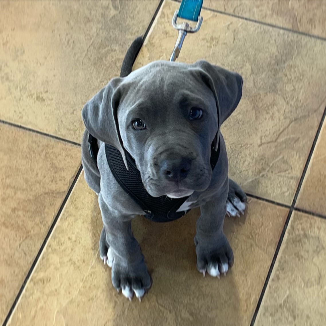 Cane Corso